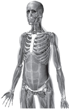 Иллюстрация к книге — Система "Живая осанка". Уникальный курс постановки осанки за 30 дней [Autogen_eBook_id65.jpg]