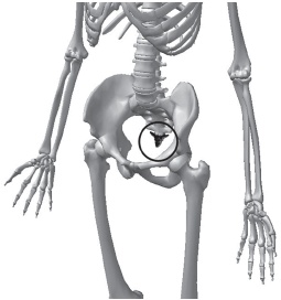 Иллюстрация к книге — Система "Живая осанка". Уникальный курс постановки осанки за 30 дней [Autogen_eBook_id73.jpg]