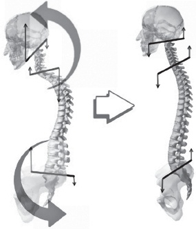 Иллюстрация к книге — Система "Живая осанка". Уникальный курс постановки осанки за 30 дней [Autogen_eBook_id85.jpg]