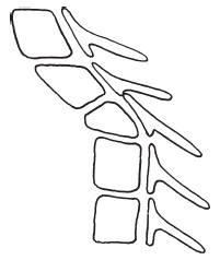 Иллюстрация к книге — Система "Живая осанка". Уникальный курс постановки осанки за 30 дней [Autogen_eBook_id89.jpg]