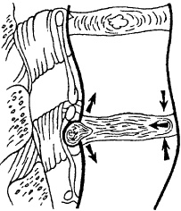 Иллюстрация к книге — Остеохондроз и плоскостопие у мужчин. Супермен и соломинка. Профилактика, диагностика, лечение [_3.jpg]