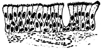 Иллюстрация к книге — Человек, который принял жену за шляпу, и другие истории из врачебной практики [i_014.jpg]