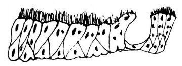 Иллюстрация к книге — Человек, который принял жену за шляпу, и другие истории из врачебной практики [i_015.jpg]