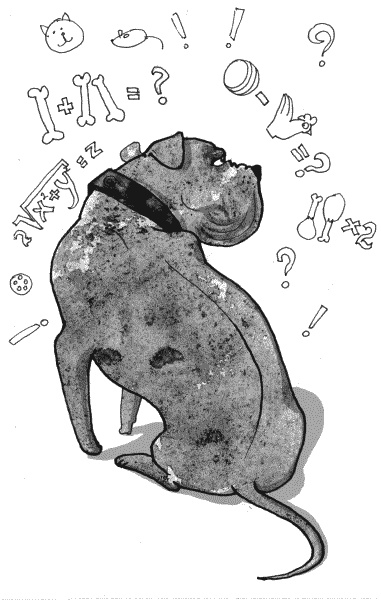 Иллюстрация к книге — Тесты для вашей собаки. Измерь IQ домашнего любимца и пойми его психотип [i_002.jpg]