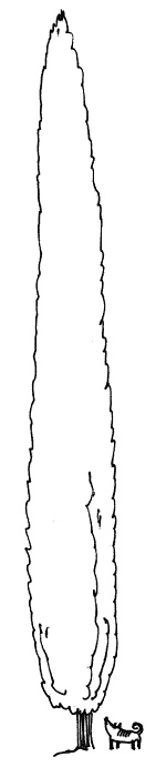 Иллюстрация к книге — Тесты для вашей собаки. Измерь IQ домашнего любимца и пойми его психотип [i_035.jpg]