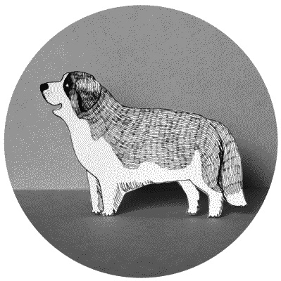 Иллюстрация к книге — Тесты для вашей собаки. Измерь IQ домашнего любимца и пойми его психотип [i_100.jpg]