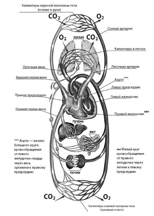 Иллюстрация к книге — Здоровье сердца и сосудов [i_006.jpg]
