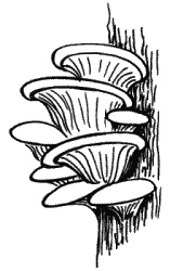 Иллюстрация к книге — Анализы и диагнозы. Это как же понимать? [_208.jpg]