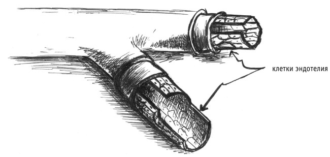 Иллюстрация к книге — Супер сердце. Революционное исследование о связи сердечно-сосудистой системы и питания [i_001.jpg]