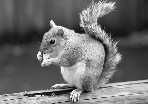 Иллюстрация к книге — Начни худеть сейчас. Легкий способ сбросить вес - теперь еще легче и еще эффективнее (+ СD) [i_001.jpg]