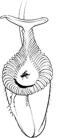 Иллюстрация к книге — Бросай курить сейчас не набирая вес [i_003.jpg]