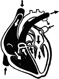 Иллюстрация к книге — Я и мое сердце. Оригинальная методика реабилитации после инфаркта [_1.jpg]