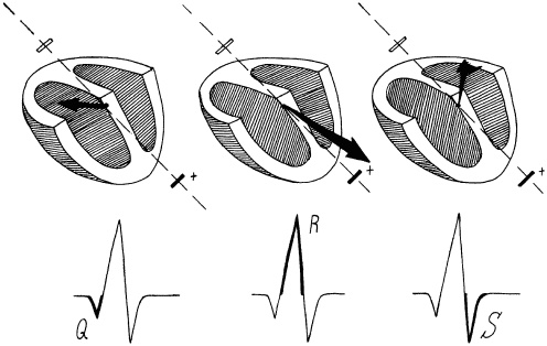 Иллюстрация к книге — Полный медицинский справочник фельдшера [Autogen_eBook_id6.jpg]