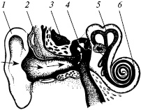 Иллюстрация к книге — Полный медицинский справочник диагностики [_02.jpg]