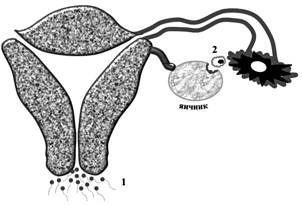 Иллюстрация к книге — Бесплодие – не приговор! [_03.jpg]