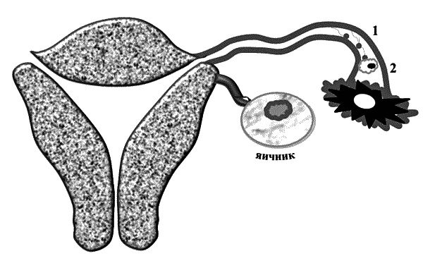 Иллюстрация к книге — Бесплодие – не приговор! [_05.jpg]