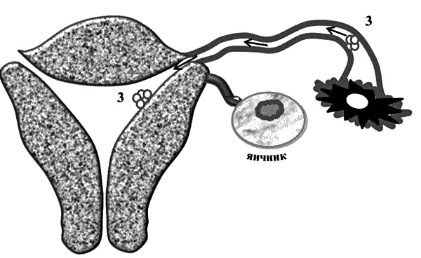 Иллюстрация к книге — Бесплодие – не приговор! [_06.jpg]