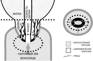 Иллюстрация к книге — Путь здоровья [_15.jpg]