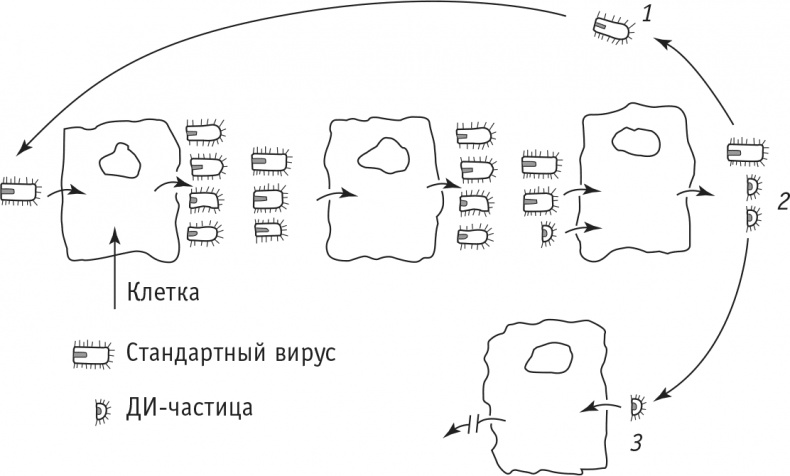 Иллюстрация к книге — Многоликий вирус. Тайны скрытых инфекций [i_012.jpg]