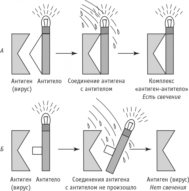 Иллюстрация к книге — Многоликий вирус. Тайны скрытых инфекций [i_023.jpg]