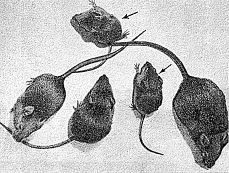 Иллюстрация к книге — Многоликий вирус. Тайны скрытых инфекций [i_033.jpg]