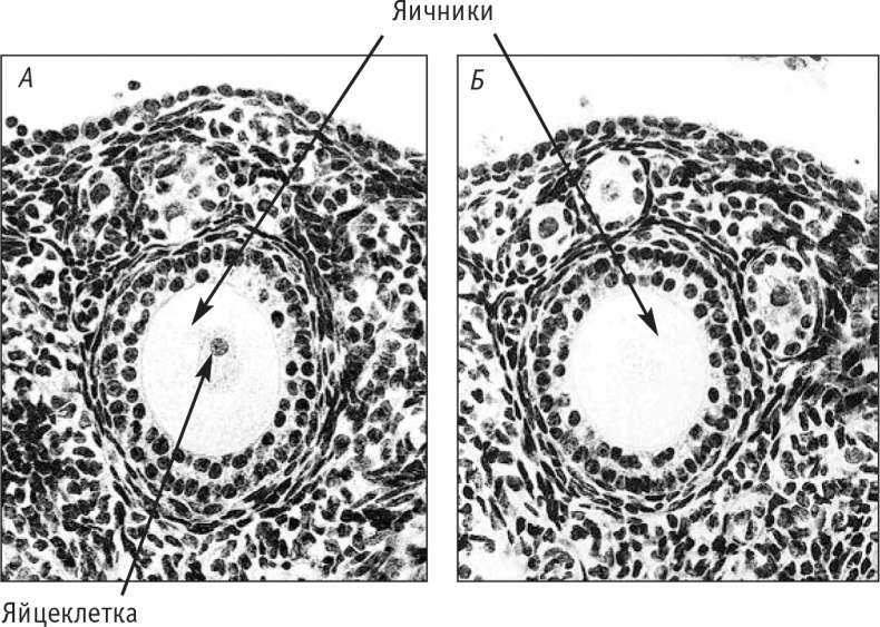 Иллюстрация к книге — Многоликий вирус. Тайны скрытых инфекций [i_036.jpg]