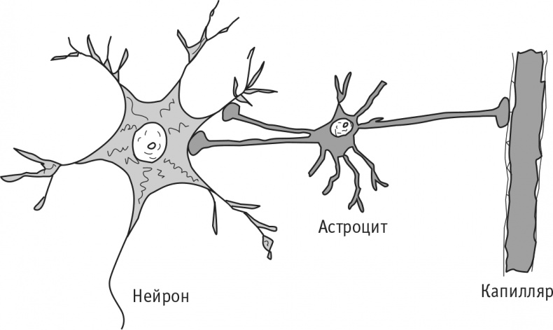 Иллюстрация к книге — Многоликий вирус. Тайны скрытых инфекций [i_042.jpg]