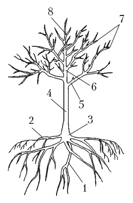 Иллюстрация к книге — Все об обрезке и прививке деревьев и кустарников [Autogen_eBook_id0.jpg]