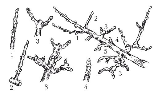 Иллюстрация к книге — Все об обрезке и прививке деревьев и кустарников [Autogen_eBook_id1.jpg]