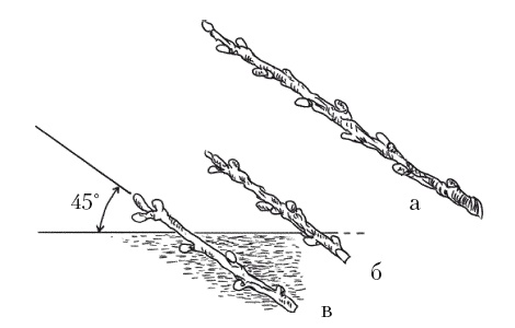 Иллюстрация к книге — Все об обрезке и прививке деревьев и кустарников [Autogen_eBook_id104.jpg]
