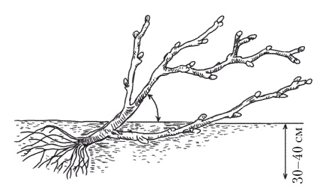 Иллюстрация к книге — Все об обрезке и прививке деревьев и кустарников [Autogen_eBook_id105.jpg]