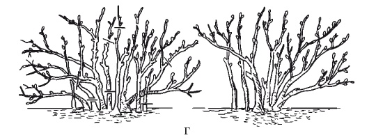 Иллюстрация к книге — Все об обрезке и прививке деревьев и кустарников [Autogen_eBook_id107.jpg]