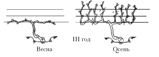 Иллюстрация к книге — Все об обрезке и прививке деревьев и кустарников [Autogen_eBook_id113.jpg]