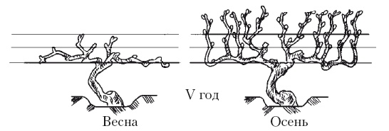 Иллюстрация к книге — Все об обрезке и прививке деревьев и кустарников [Autogen_eBook_id115.jpg]