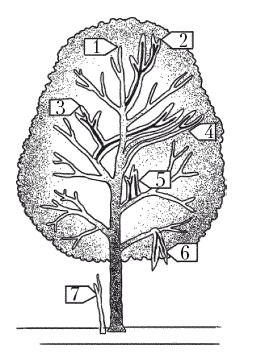 Иллюстрация к книге — Все об обрезке и прививке деревьев и кустарников [Autogen_eBook_id119.jpg]