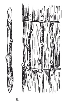 Иллюстрация к книге — Все об обрезке и прививке деревьев и кустарников [Autogen_eBook_id120.jpg]