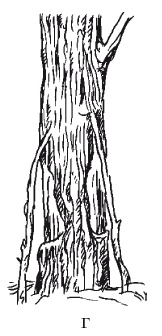 Иллюстрация к книге — Все об обрезке и прививке деревьев и кустарников [Autogen_eBook_id123.jpg]