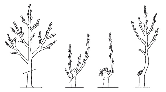 Иллюстрация к книге — Все об обрезке и прививке деревьев и кустарников [Autogen_eBook_id124.jpg]