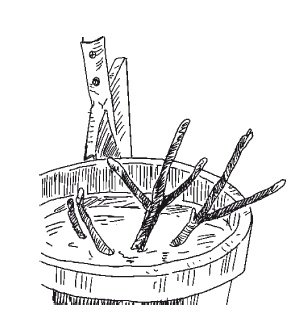 Иллюстрация к книге — Все об обрезке и прививке деревьев и кустарников [Autogen_eBook_id15.jpg]