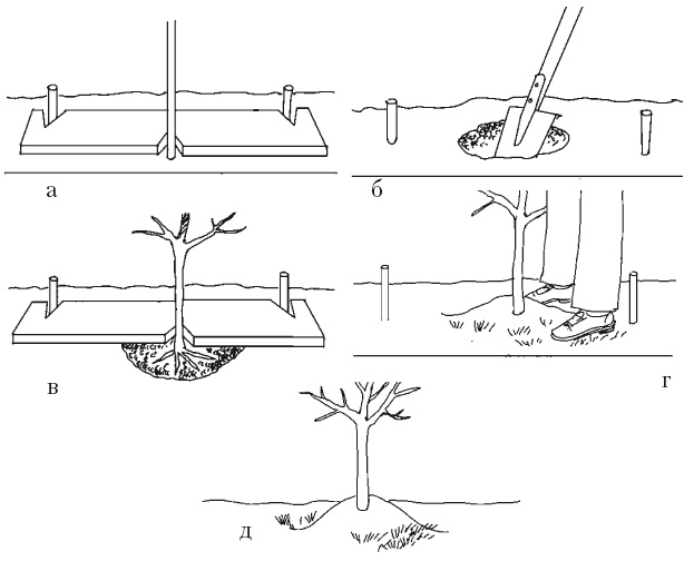 Иллюстрация к книге — Все об обрезке и прививке деревьев и кустарников [Autogen_eBook_id19.jpg]