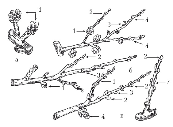 Иллюстрация к книге — Все об обрезке и прививке деревьев и кустарников [Autogen_eBook_id2.jpg]