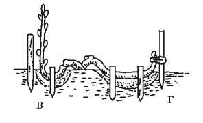 Иллюстрация к книге — Все об обрезке и прививке деревьев и кустарников [Autogen_eBook_id22.jpg]