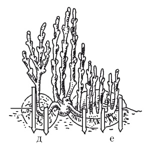 Иллюстрация к книге — Все об обрезке и прививке деревьев и кустарников [Autogen_eBook_id23.jpg]