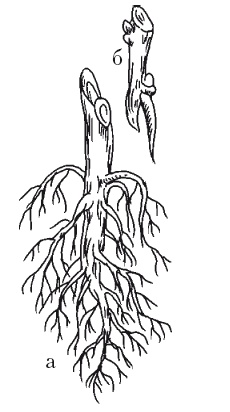 Иллюстрация к книге — Все об обрезке и прививке деревьев и кустарников [Autogen_eBook_id28.jpg]