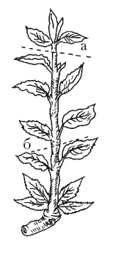 Иллюстрация к книге — Все об обрезке и прививке деревьев и кустарников [Autogen_eBook_id36.jpg]