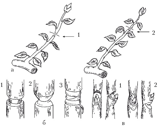 Иллюстрация к книге — Все об обрезке и прививке деревьев и кустарников [Autogen_eBook_id37.jpg]