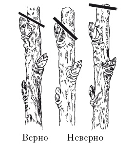 Иллюстрация к книге — Все об обрезке и прививке деревьев и кустарников [Autogen_eBook_id40.jpg]