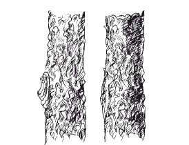 Иллюстрация к книге — Все об обрезке и прививке деревьев и кустарников [Autogen_eBook_id42.jpg]