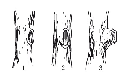 Иллюстрация к книге — Все об обрезке и прививке деревьев и кустарников [Autogen_eBook_id47.jpg]