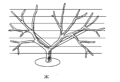 Иллюстрация к книге — Все об обрезке и прививке деревьев и кустарников [Autogen_eBook_id57.jpg]